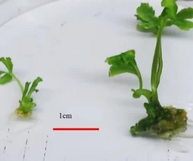Sâm Ngọc Linh thể đa bội (phải) bên cạnh cây thể lưỡng bội. Ảnh: Nhóm nghiên cứu
